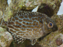 Siganus lineatus 5cm  Elevage biota