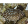 Siganus lineatus 5cm  Elevage biota