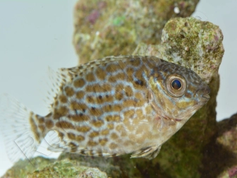 Siganus lineatus 5cm  Elevage biota