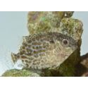 Siganus lineatus 5cm  Elevage biota