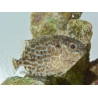 Siganus lineatus 5cm  Elevage biota