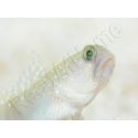 Cryptocentrus cinctus Elevage PROAQUATIX