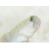 Cryptocentrus cinctus Elevage PROAQUATIX