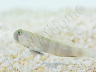Cryptocentrus cinctus Elevage PROAQUATIX