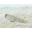 Cryptocentrus cinctus Elevage PROAQUATIX