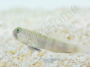 Cryptocentrus cinctus Elevage PROAQUATIX
