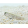 Cryptocentrus cinctus Elevage PROAQUATIX