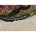 Elacatinus evelynae Elevage PROAQUATIX