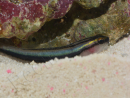 Elacatinus evelynae Elevage PROAQUATIX
