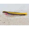 Elacatinus figaro Elevage PROAQUATIX