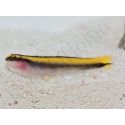 Elacatinus figaro Elevage PROAQUATIX