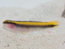 Elacatinus figaro Elevage PROAQUATIX