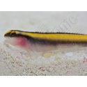 Elacatinus figaro Elevage PROAQUATIX