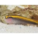 Elacatinus figaro Elevage PROAQUATIX