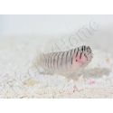 Elacatinus macrodon Elevage PROAQUATIX