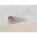 Elacatinus macrodon Elevage PROAQUATIX
