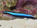 Elacatinus oceanops (Gobie néon bleu) Elevage PROAQUATIX