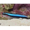 Elacatinus oceanops (Gobie néon bleu) Elevage PROAQUATIX