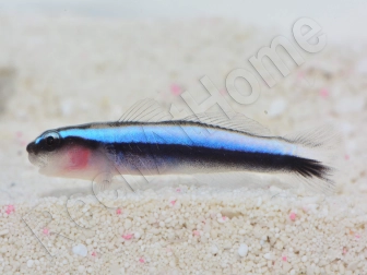 Elacatinus oceanops (Gobie néon bleu) Elevage PROAQUATIX