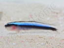 Elacatinus oceanops (Gobie néon bleu) Elevage PROAQUATIX