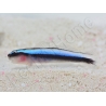 Elacatinus oceanops (Gobie néon bleu) Elevage PROAQUATIX