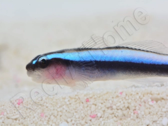 Elacatinus oceanops (Gobie néon bleu) Elevage PROAQUATIX