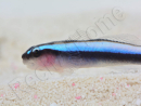 Elacatinus oceanops (Gobie néon bleu) Elevage PROAQUATIX