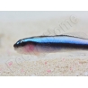 Elacatinus oceanops (Gobie néon bleu) Elevage PROAQUATIX