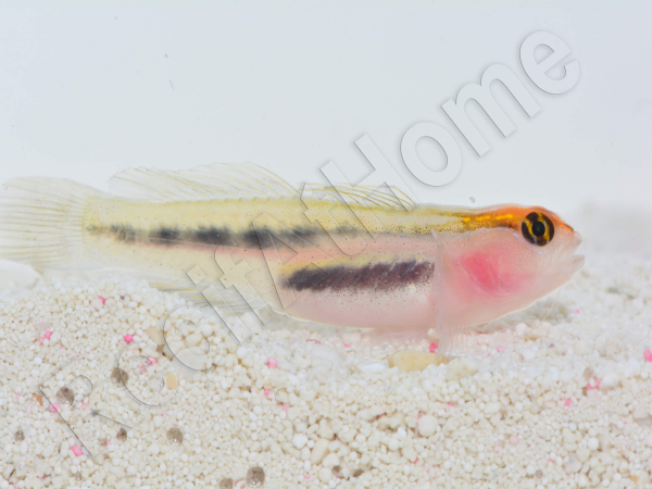 Elacatinus puncticulatus (Gobie tête rouge) Elevage PROAQUATIX