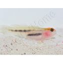 Elacatinus puncticulatus (Gobie tête rouge) Elevage PROAQUATIX