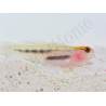 Elacatinus puncticulatus (Gobie tête rouge) Elevage PROAQUATIX