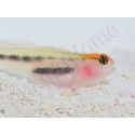 Elacatinus puncticulatus (Gobie tête rouge) Elevage PROAQUATIX