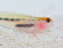 Elacatinus puncticulatus (Gobie tête rouge) Elevage PROAQUATIX