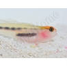 Elacatinus puncticulatus (Gobie tête rouge) Elevage PROAQUATIX