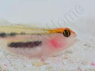 Elacatinus puncticulatus (Gobie tête rouge) Elevage PROAQUATIX