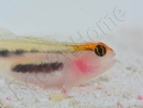 Elacatinus puncticulatus (Gobie tête rouge) Elevage PROAQUATIX