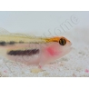 Elacatinus puncticulatus (Gobie tête rouge) Elevage PROAQUATIX