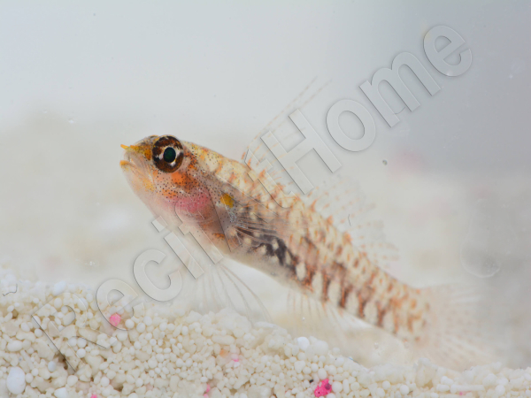 Eviota prasites Elevage Biota