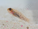 Eviota prasites Elevage Biota