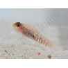 Eviota prasites Elevage Biota