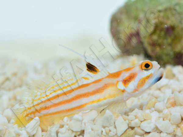 Stonogobiops yasha Elevage PROAQUATIX