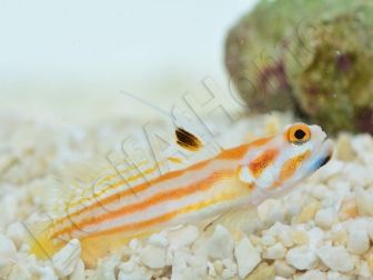 Stonogobiops yasha Elevage PROAQUATIX