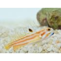 Stonogobiops yasha Elevage PROAQUATIX