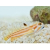 Stonogobiops yasha Elevage PROAQUATIX
