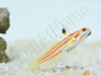 Stonogobiops yasha Elevage PROAQUATIX