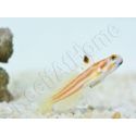 Stonogobiops yasha Elevage PROAQUATIX
