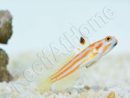 Stonogobiops yasha Elevage PROAQUATIX