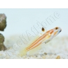 Stonogobiops yasha Elevage PROAQUATIX
