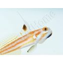 Stonogobiops yasha Elevage PROAQUATIX