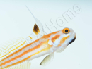 Stonogobiops yasha Elevage PROAQUATIX